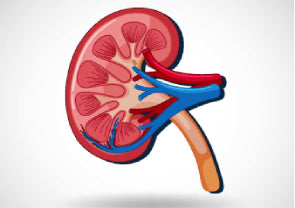 5 steps for preventing kidney stones - The Yoga Man Lab